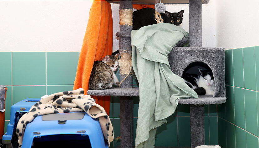 Sie sind ganz scheu und ziehen sich lieber zurück, als sich dem Fotografen zu zeigen. Im vergangenen Jahr hat das Tierheim Heilbronn rund 1100 Katzen aufgenommen.