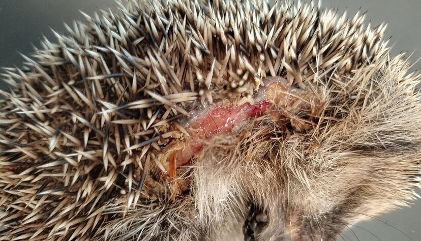 Immer wieder im Fr&uuml;hjahr werden M&auml;hroboter zur t&ouml;dlichen Falle f&uuml;r Igel. (Foto-Archiv).