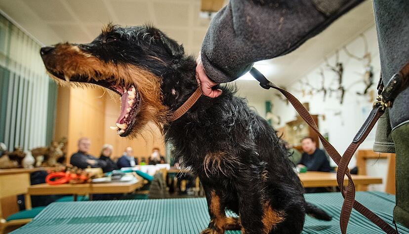Jede Hunderasse hat ihre Eigenheiten. Terrier wie Anton (im Bild) wurden speziell f&uuml;r die Jagd gez&uuml;chtet. J&auml;ger wissen das. Wer einen Hund h&auml;lt, muss viel beachten. Das Land Baden-W&uuml;rttemberg plant deshalb eine Art Hundef&uuml;hrerschein.