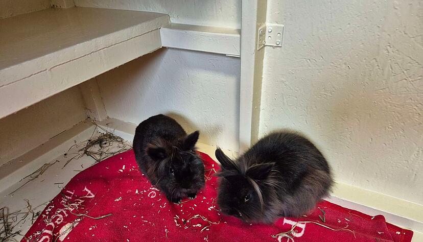 Ein M&auml;dchen hat in Rastatt ausgesetzte Kaninchen gefunden. Die Polizei ver&ouml;ffentlichte ein Foto.