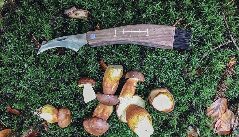 Maronen-R&ouml;hrlinge wie diese k&ouml;nnen und d&uuml;rfen im Sommer bereits gesammelt werden. (Archivfoto)