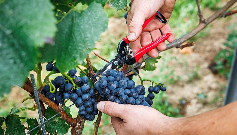 Bauernpr&auml;sident Joachim Rukwied sagt, der Weinbau sei in der gr&ouml;&szlig;ten Krise seit Jahrzehnten.(Archivbild)