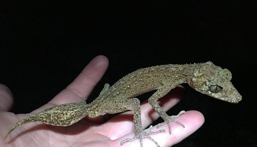 Der neu entdeckte &laquo;Scawfell Island Blattschwanzgecko&raquo; (Phyllurus fimbriatus).