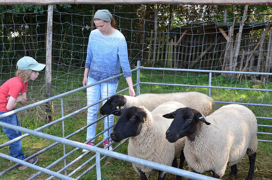 Beim 23. Schafwollfestival steht auch diesmal alles im Zeichen der Vierbeiner. Zahlreiche Besucher strömen nach Oberstenfeld-Gronau und erhalten spannende Einblicke in die Welt von Schaf und Wolle.