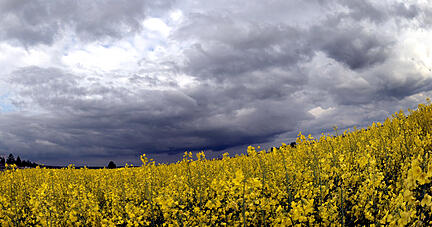 Dunkle Wolken ziehen über ein Rapsfeld. Foto: dpa