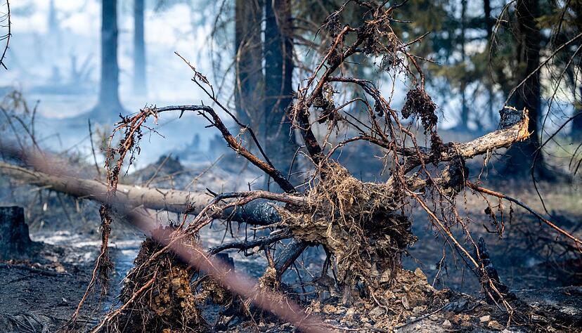 Mindestens 250 Hektar Wald sind in Thüringen von dem Brand betroffen. Mindestens 250 Hektar Wald sind in Thüringen von dem Brand betroffen.