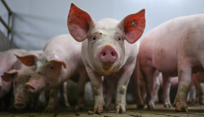 Ab 1. Februar gelten in den Kühltheken erweiterte Pflichtangaben zur Herkunft von Fleischwaren.