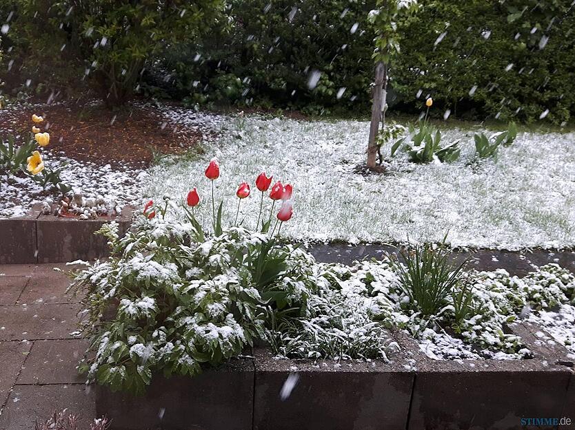 In Heilbronn wurden auch Frühlingsblumen Opfer des Schneetreibens.