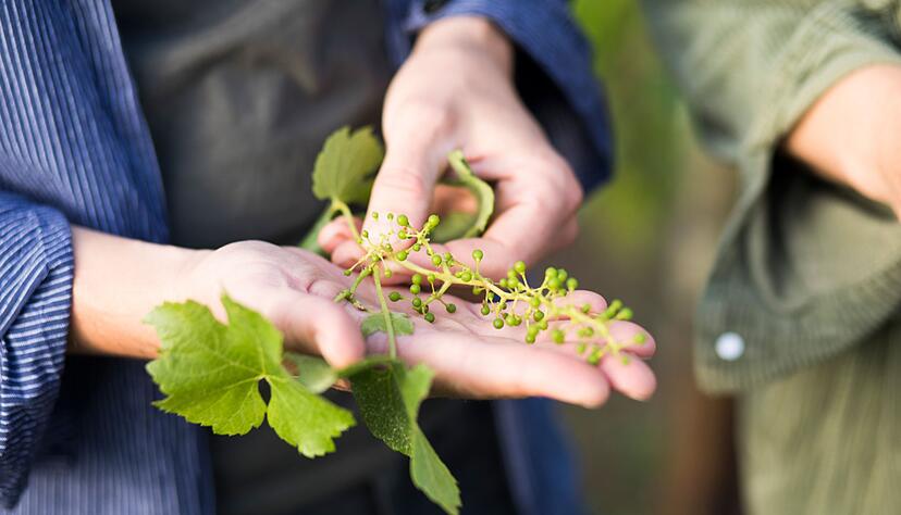 Auch das Bio-Weingut Schönhals baut Zukunftsreben an.
