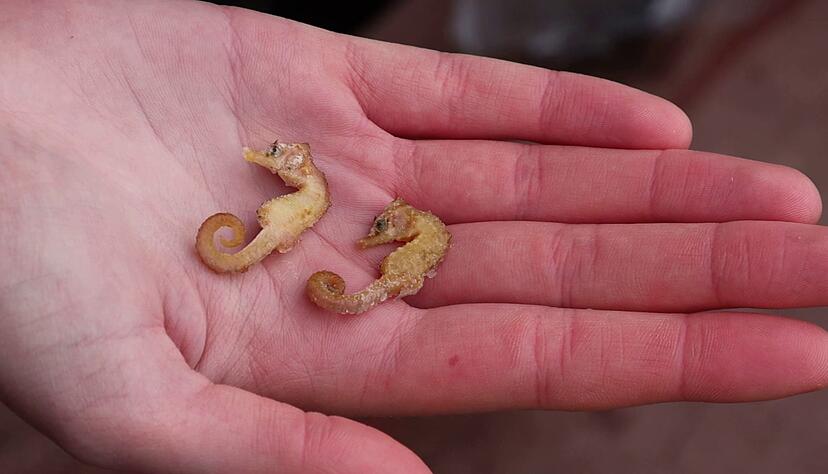 Diese zwei Kurzschnäuzigen Seepferdchen («Hippocampus hippocampus») wurden auf Wangerooge gefunden. Diese zwei Kurzschnäuzigen Seepferdchen («Hippocampus hippocampus») wurden auf Wangerooge gefunden.