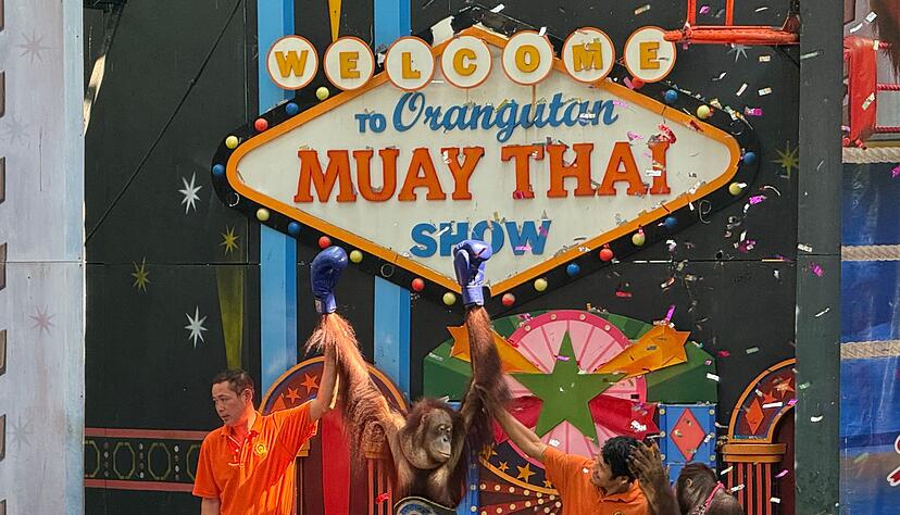 Orang-Utans boxen in einem Freizeitpark nahe Bangkok.