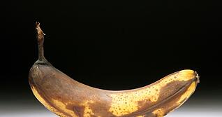 &Uuml;berreife Bananen enthalten Alkohol: je brauner die Schale, desto h&ouml;her der Alkoholgehalt durch nat&uuml;rliche G&auml;rung.