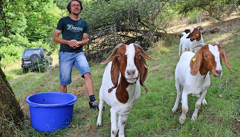 Hendric Klenk betreibt mit seinen knapp 80 Schafen und Ziegen Landschaftspflege in Ernsbach. Hendric Klenk betreibt mit seinen knapp 80 Schafen und Ziegen Landschaftspflege in Ernsbach.