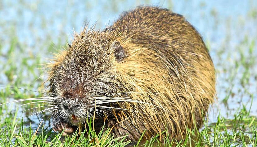 Zu Beginn der sechziger Jahre wurden Nutria erstmals in der Neckar-Odenwald-Region in Baden-W&uuml;rttemberg entdeckt. Jetzt findet man sie auch in Hohenlohe.