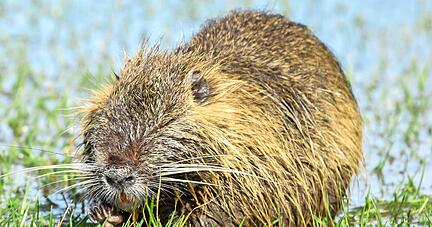 Zu Beginn der sechziger Jahre wurden Nutria erstmals in der Neckar-Odenwald-Region in Baden-Württemberg entdeckt. Jetzt findet man sie auch in Hohenlohe.