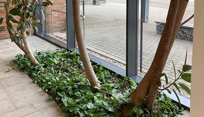 Der gro&szlig;e, alte Gummibaum im Foyer hat die Sanierung &uuml;berlebt - auch dank eines Geheimnisses: Man braucht ihn gar nicht gie&szlig;en, das Wurzelwerk hat sich bereits ins Freie gearbeitet.