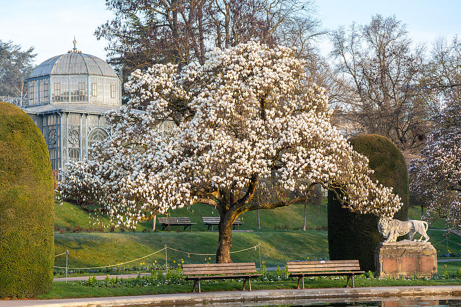 Blütenpracht in der Wilhelma: Einige frühe Tulpenmagnolien blühen bereits. Blütenpracht in der Wilhelma: Einige frühe Tulpenmagnolien blühen bereits.