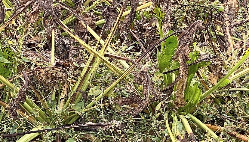 So sieht es auf einem Feld von Zuckerrüben aus, wenn die Schilf-Glasflügelzikade die Pflanzen infiziert hat. Das Blattwerk welkt oder fault und kann die Knolle nicht mehr mit Nährstoffen versorgen. Qualitäts- und Ernteeinbußen sind die Folge. Kranke, gummiartige Kartoffeln oder Gemüse kommen erst gar nicht mehr in den Handel. So sieht es auf einem Feld von Zuckerrüben aus, wenn die Schilf-Glasflügelzikade die Pflanzen infiziert hat. Das Blattwerk welkt oder fault und kann die Knolle nicht mehr mit Nährstoffen versorgen. Qualitäts- und Ernteeinbußen sind die Folge. Kranke, gummiartige Kartoffeln oder Gemüse kommen erst gar nicht mehr in den Handel.
