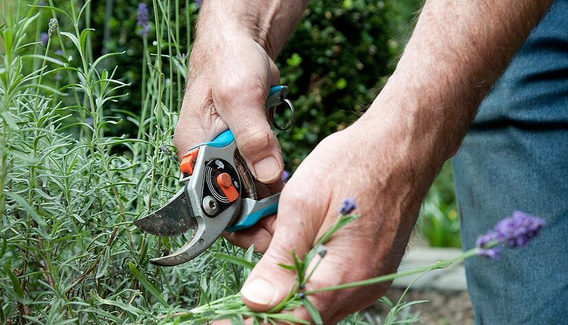Lavendel gehört zu den Kräutern, die gut mit Sonne und hohen Temperaturen klarkommen. Lavendel gehört zu den Kräutern, die gut mit Sonne und hohen Temperaturen klarkommen.