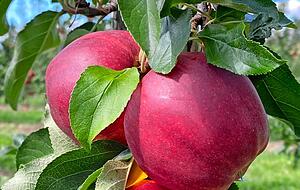 Dunkelrot warten diese &Auml;pfel darauf, auf den Tisch zu kommen.