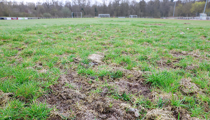 Die neue Vorstandschaft des FSV sucht derzeit eine L&ouml;sung f&uuml;r den von einem Sch&auml;dling befallenen Rasen im Sportpark.