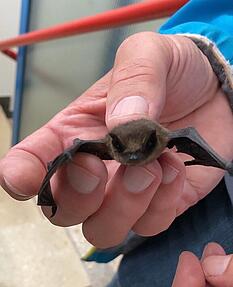 Diese kleinen, zarten Tierchen verirrten sich in einem Anbau des Stimme-Hochhauses. Ohne fremde Hilfe finden sie nicht mehr den Weg in die Freiheit. Diese kleinen, zarten Tierchen verirrten sich in einem Anbau des Stimme-Hochhauses. Ohne fremde Hilfe finden sie nicht mehr den Weg in die Freiheit.