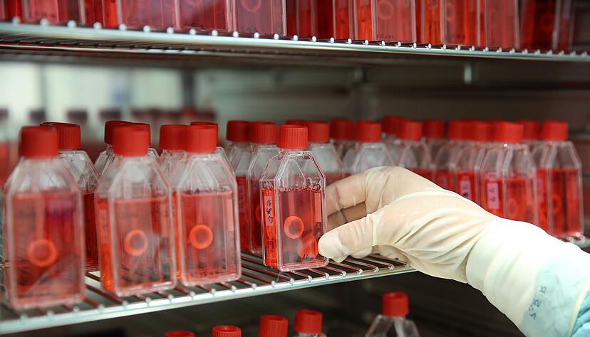 In einer Gewebebank zeigt eine Mitarbeiterin den Brutschrank mit pr&auml;parierter menschlicher Hornhaut.