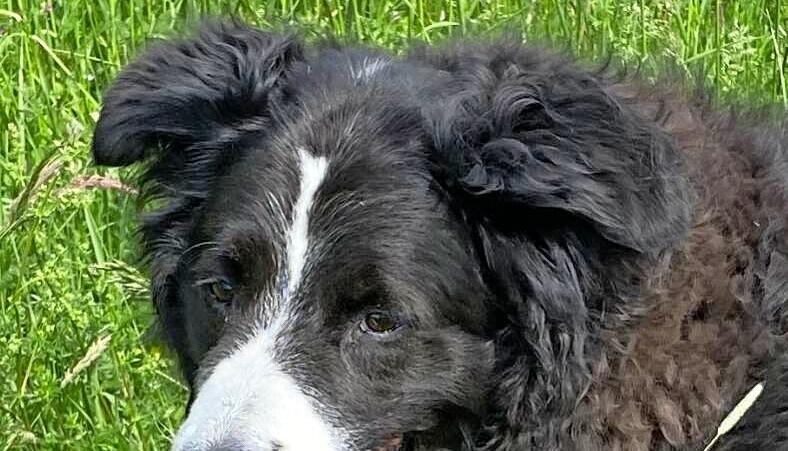 Die Herde fest im Blick: Border Collies wollen arbeiten.
Foto: Tscherwitschke