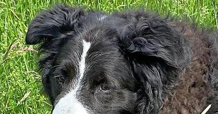 Die Herde fest im Blick: Border Collies wollen arbeiten.
Foto: Tscherwitschke