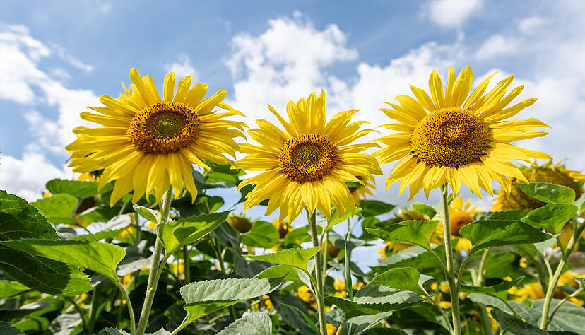 Gutes Klima für Hohenlohe: Unter diesem Motto steht die Aktionswoche. Nachhaltiges Handeln soll in unterschiedlichsten Formen erfahrbar werden. Gutes Klima für Hohenlohe: Unter diesem Motto steht die Aktionswoche. Nachhaltiges Handeln soll in unterschiedlichsten Formen erfahrbar werden.