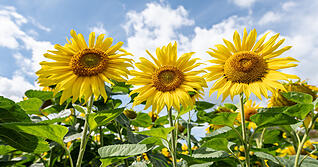 Gutes Klima f&uuml;r Hohenlohe: Unter diesem Motto steht die Aktionswoche. Nachhaltiges Handeln soll in unterschiedlichsten Formen erfahrbar werden.