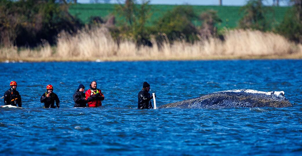 Ein mehrk&ouml;pfiges Team war direkt beim Wal im Einsatz.
