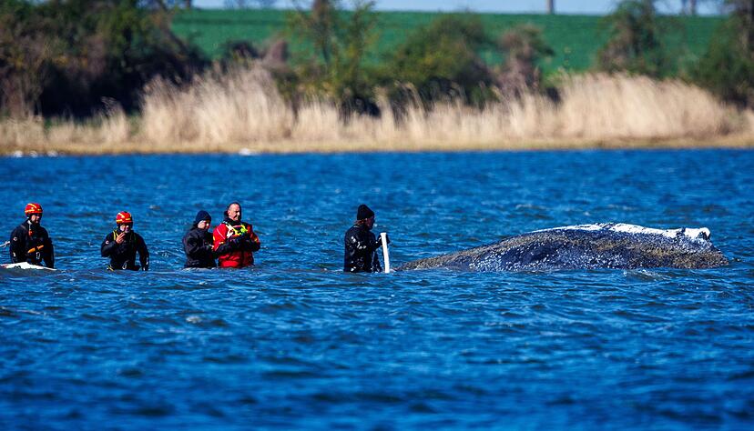 Ein mehrk&ouml;pfiges Team war direkt beim Wal im Einsatz.