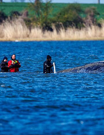 Ein mehrk&ouml;pfiges Team war direkt beim Wal im Einsatz.