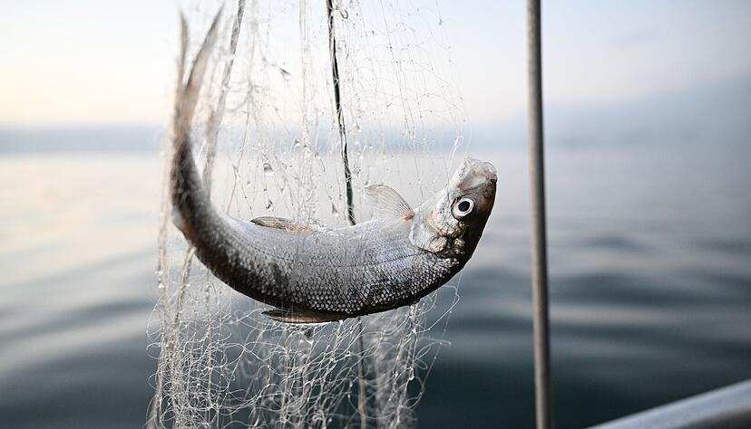 Noch ein Jahr lang sollen die Fische geschont werden. (Archivbild)