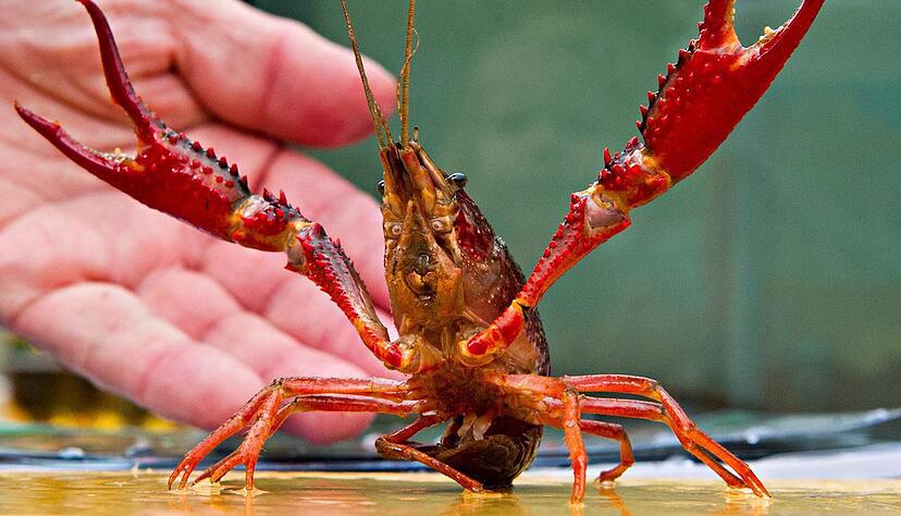 Der Rote Amerikanische Sumpfkrebs wird etwa 20 Zentimeter lang. Er ist aggressiver als seine Artgenossen, die in der Region heimisch waren.
Fotos: dpa Der Rote Amerikanische Sumpfkrebs wird etwa 20 Zentimeter lang. Er ist aggressiver als seine Artgenossen, die in der Region heimisch waren.
Fotos: dpa