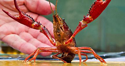 Der rote Amerikanische Sumpfkrebs bedroht die heimischen Krebsarten. Foto: dpa