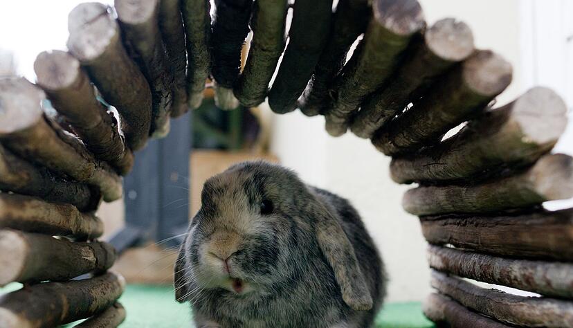 Kleintiere brauchen Versteckm&ouml;glichkeiten wie Tunnel und H&auml;uschen, um sich sicher zu f&uuml;hlen.