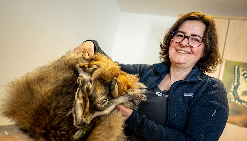 Was von einem &uuml;berfahrenen Wolf &uuml;brig blieb: Ina Pokorny aus dem Naturkundemuseum zeigt ein pr&auml;pariertes Wolfsfell aus der Sammlung.