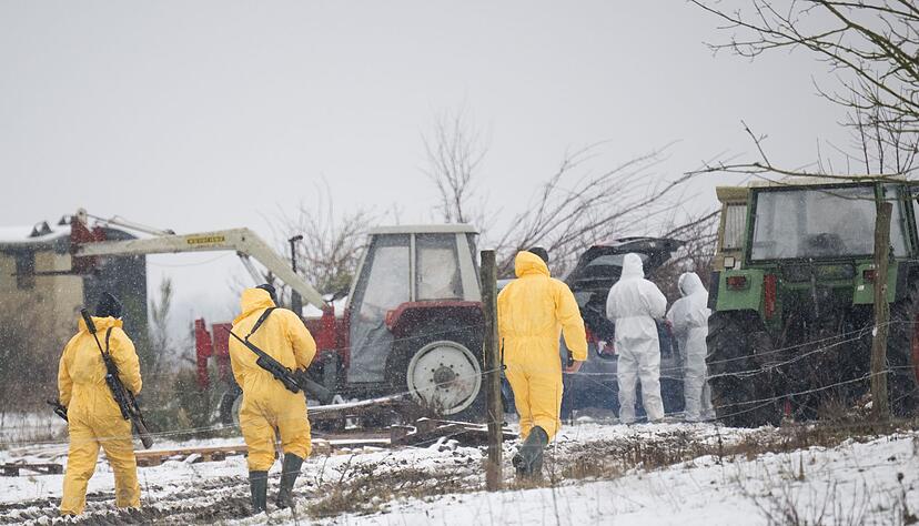 Nach dem Ausbruch der Maul- und Klauenseuche m&uuml;ssen weitere Tiere get&ouml;tet werden - Personen in Schutzanz&uuml;gen sind im Einsatz.