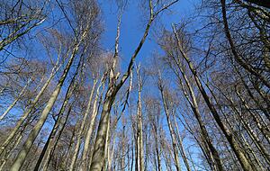 Tausende Hohenloher Bäume erleben weiter ihr blaues Wunder &minus; weil es vom blauen Himmel zu wenig regnet: Die Dürreschäden sind vielerorts deutlich zu sehen.
Fotos:privat