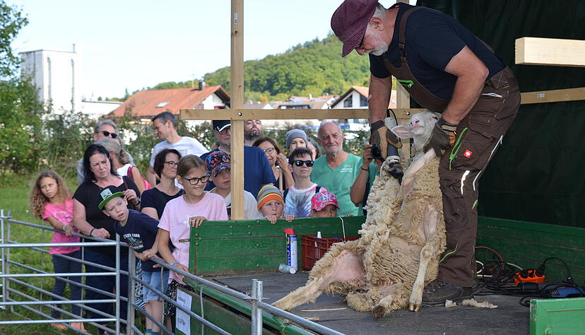Beim Schafwollfestival in Oberstenfeld-Gronau (Landkreis Ludwigsburg) steht auch diesmal alles im Zeichen der Schafe und Wolle.