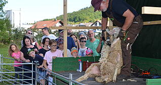 Beim Schafwollfestival in Oberstenfeld-Gronau (Landkreis Ludwigsburg) steht auch diesmal alles im Zeichen der Schafe und Wolle.