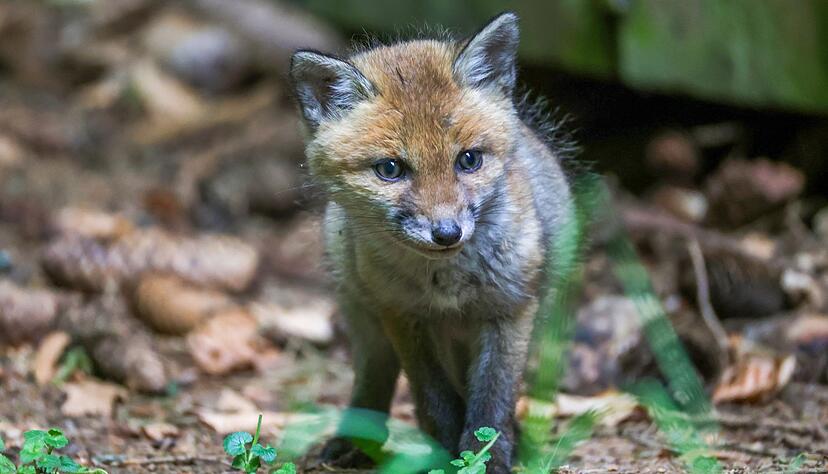 Der Fuchs wurde einer Tierschutzorganisation &uuml;bergeben. (Symbolbild)