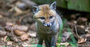 Der Fuchs wurde einer Tierschutzorganisation &uuml;bergeben. (Symbolbild)