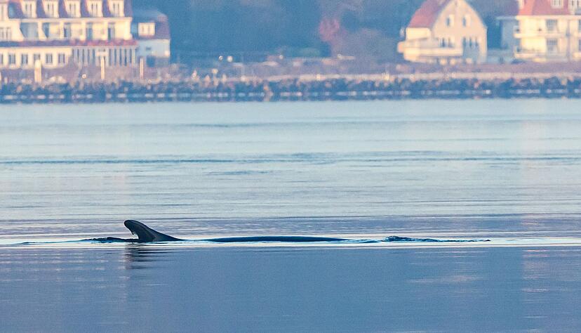 Anfang des Jahres war mehrfach ein Finnwal in der Flensburger Förde gesichtet worden. (Archivbild) Anfang des Jahres war mehrfach ein Finnwal in der Flensburger Förde gesichtet worden. (Archivbild)