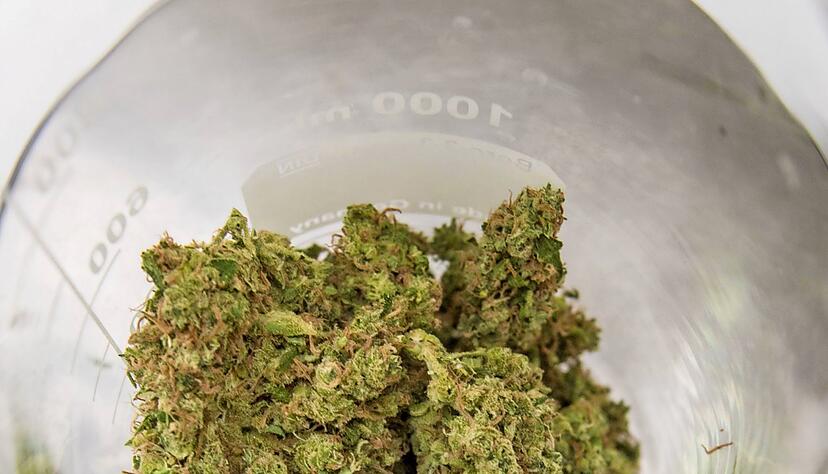 Cannabis-Bl&uuml;ten auf der Waage in der Heilbronner Apotheke am Bahnhof: Das Rezept f&uuml;r das hauseigene Cannabis-&Ouml;l ist ein Betriebsgeheimnis, sagt der Inhaber Ralph Herold.
Fotos: Mario Berger