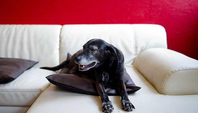 Hunde erleben das im Fernsehen Gezeigte aktiv mit. (Symbolfoto) Hunde erleben das im Fernsehen Gezeigte aktiv mit. (Symbolfoto)