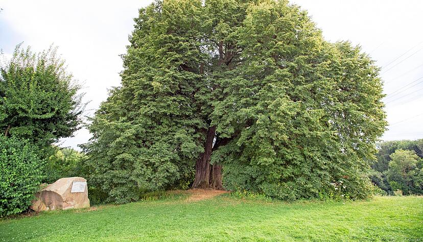 Ein beeindruckendes Naturdenkmal: Die St. Anna-Linde im Stadtteil Kirchhausen.
Foto: Andreas Veigel Ein beeindruckendes Naturdenkmal: Die St. Anna-Linde im Stadtteil Kirchhausen.
Foto: Andreas Veigel