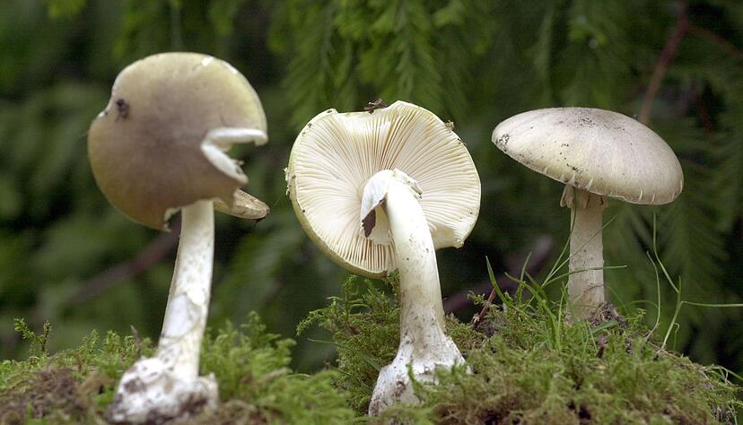 Grüne Knollenblätterpilze sind extrem giftig - und ähneln harmlosen Champignons. (Archivbild) Grüne Knollenblätterpilze sind extrem giftig - und ähneln harmlosen Champignons. (Archivbild)